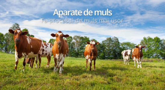 magazinul ogorul