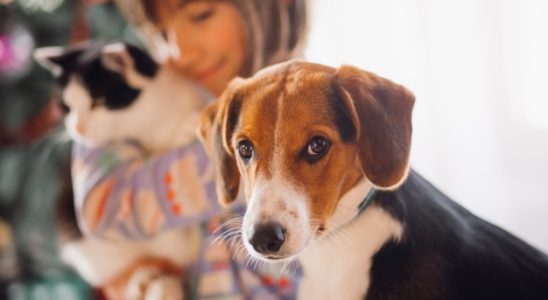 animale de companie