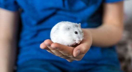 hamsteri de casa